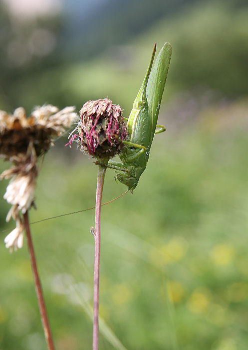 Cavalletta verde a testa in gi: Tettigonia viridissima